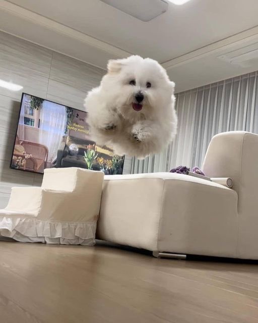 twaniimals's tweet photo. 🤍 https://t.co/N2gcY2QPNn