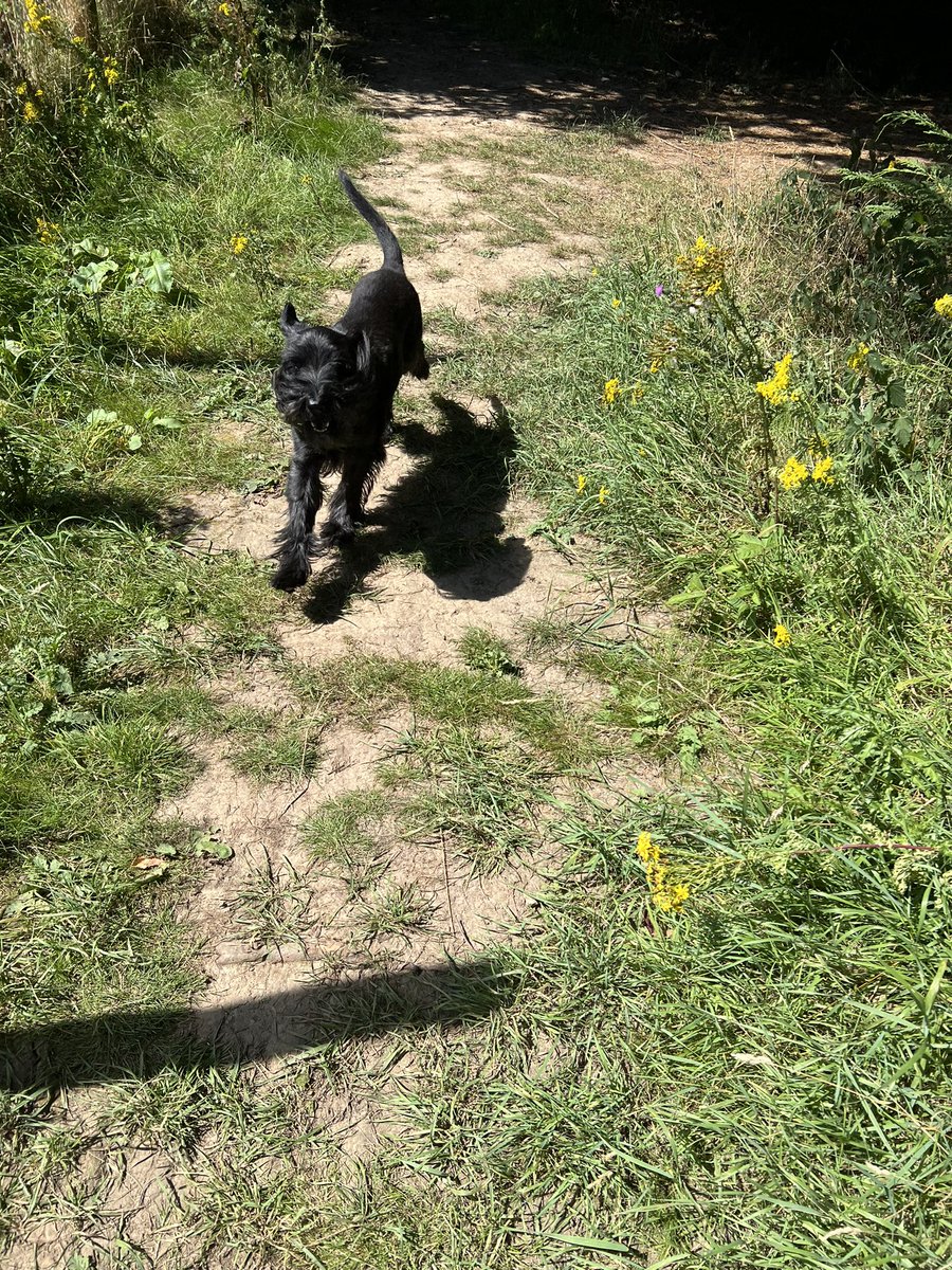 SchnauzerJem's tweet photo. Berkhamsted pals, I 💯 recommend Ross &amp; Friends Dog Experience. Did the Private Sniffari 😀 #Berkhamstead #RossandFriends #Alldogswelcome https://t.co/utQUU5UN6F
