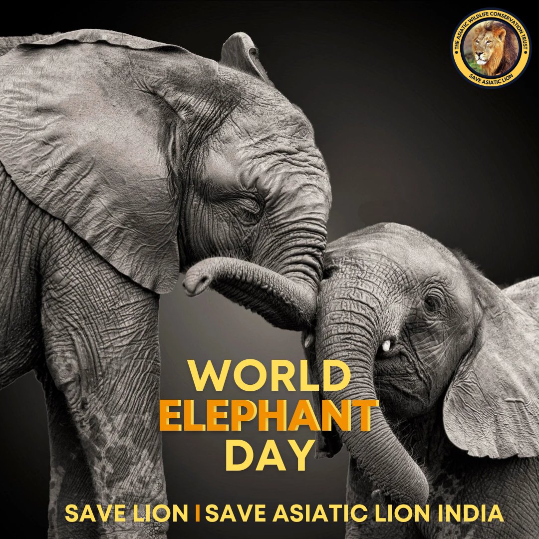 savelion_office's tweet photo. Happy World Elephant Day.....
#WorldElephantDay2024
#Elephant
#SaveElelphant
#savelion #saveasiaticlionindia https://t.co/dlBdSeEfwf