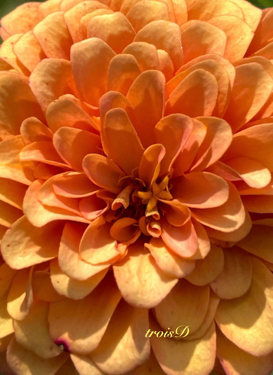 dianne0805's tweet photo. Monday Macro…🌼🌼🌼
I hope your week is off to a great start. Take care, and have a close look at something perhaps you’ve passed, sometimes we miss the most beautiful things…🙋♀️
#MacroMonday #Flowers #Gardens #ReflectionsOnLife https://t.co/80sRecm7gl