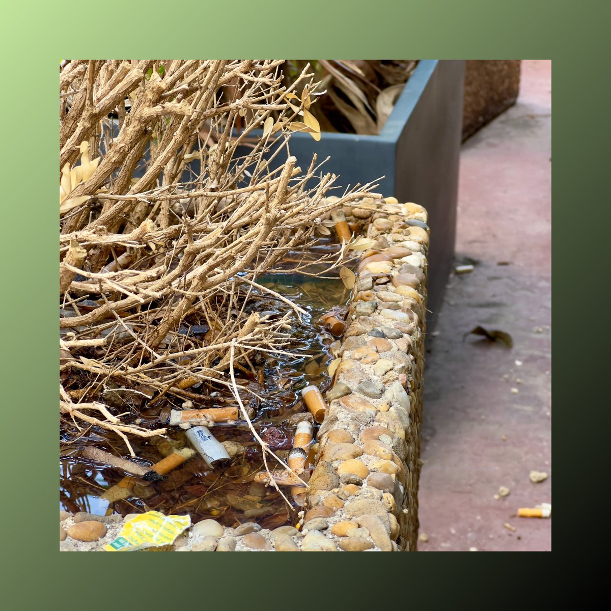 Des bancs à l’ombre, une chaleur moins forte et donc un espace fréquenté par les fumeurs : cette Jardinière à Monaco devient un cendrier. #megots #mégots 
#wiiklin #wiikliners #monaco