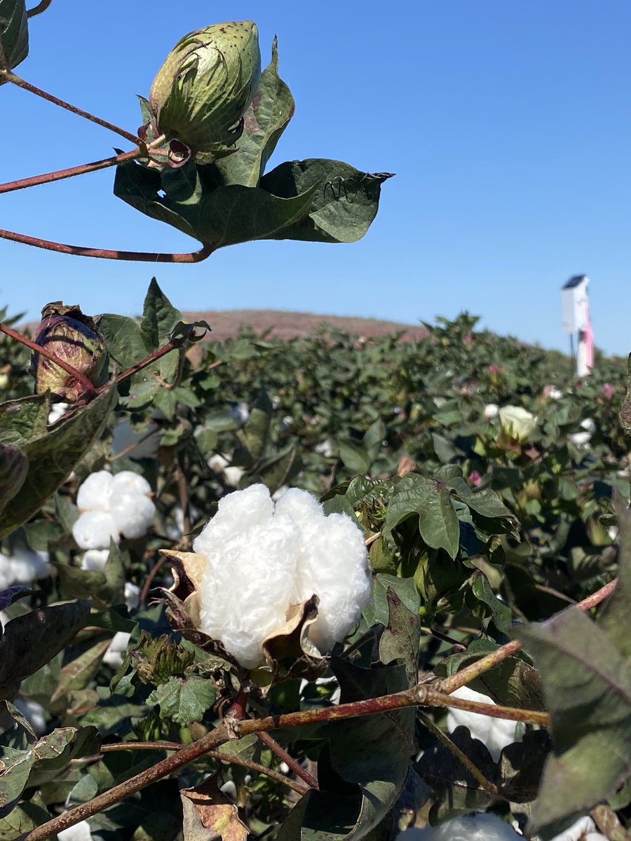 Sarah Nolan-Gorman tweet media