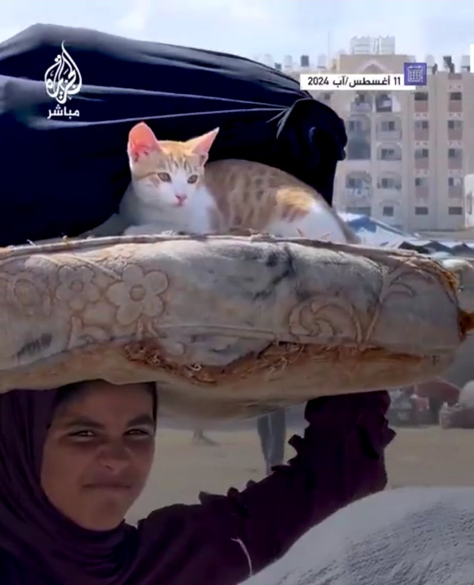 Moving on... from one displacement to another, struggling to survive and preserve life
A girl carries her cat out of Hamad City in Khanyounis