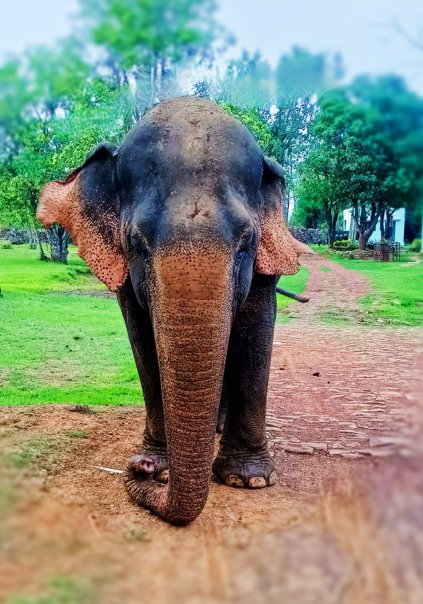 Panna Tiger Reserve (@pannatigerresrv) on Twitter photo World Elephant Day 2024.
рд╡рд┐рд╢реНрд╡ рд╣рд╛рдереА рджрд┐рд╡рд╕
(рд╡рддреНрд╕рд▓рд╛)
<a href="/environment_mp/">Environment Department, MP</a> <a href="/JansamparkMP/">Jansampark MP</a> <a href="/moefcc/">MoEF&CC</a> <a href="/PannaProjs/">PRO JS PANNA</a> <a href="/minforestmp/">Department of Forest, MP</a> <a href="/mptfs/">MP Tiger Foundation Society</a> <a href="/CMMadhyaPradesh/">Chief Minister, MP</a> World Elephant Day 2024.
рд╡рд┐рд╢реНрд╡ рд╣рд╛рдереА рджрд┐рд╡рд╕
(рд╡рддреНрд╕рд▓рд╛)
<a href="/environment_mp/">Environment Department, MP</a> <a href="/JansamparkMP/">Jansampark MP</a> <a href="/moefcc/">MoEF&CC</a> <a href="/PannaProjs/">PRO JS PANNA</a> <a href="/minforestmp/">Department of Forest, MP</a> <a href="/mptfs/">MP Tiger Foundation Society</a> <a href="/CMMadhyaPradesh/">Chief Minister, MP</a>