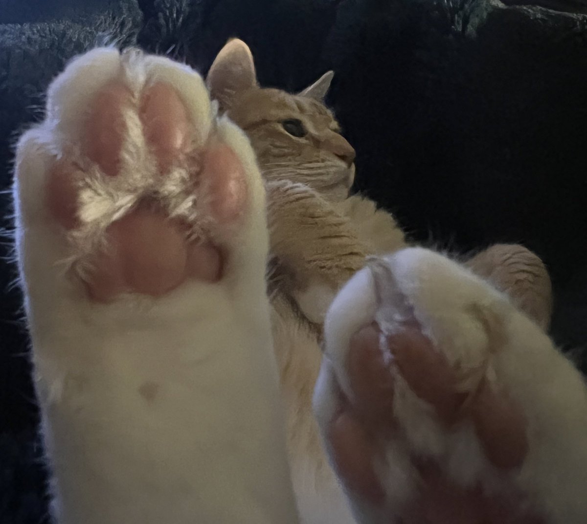 STOP STRESSING OUT 🛑
You’re my friend, right? Be nice to my friend. Tell your thoughts to be nice to Jorts’ friend