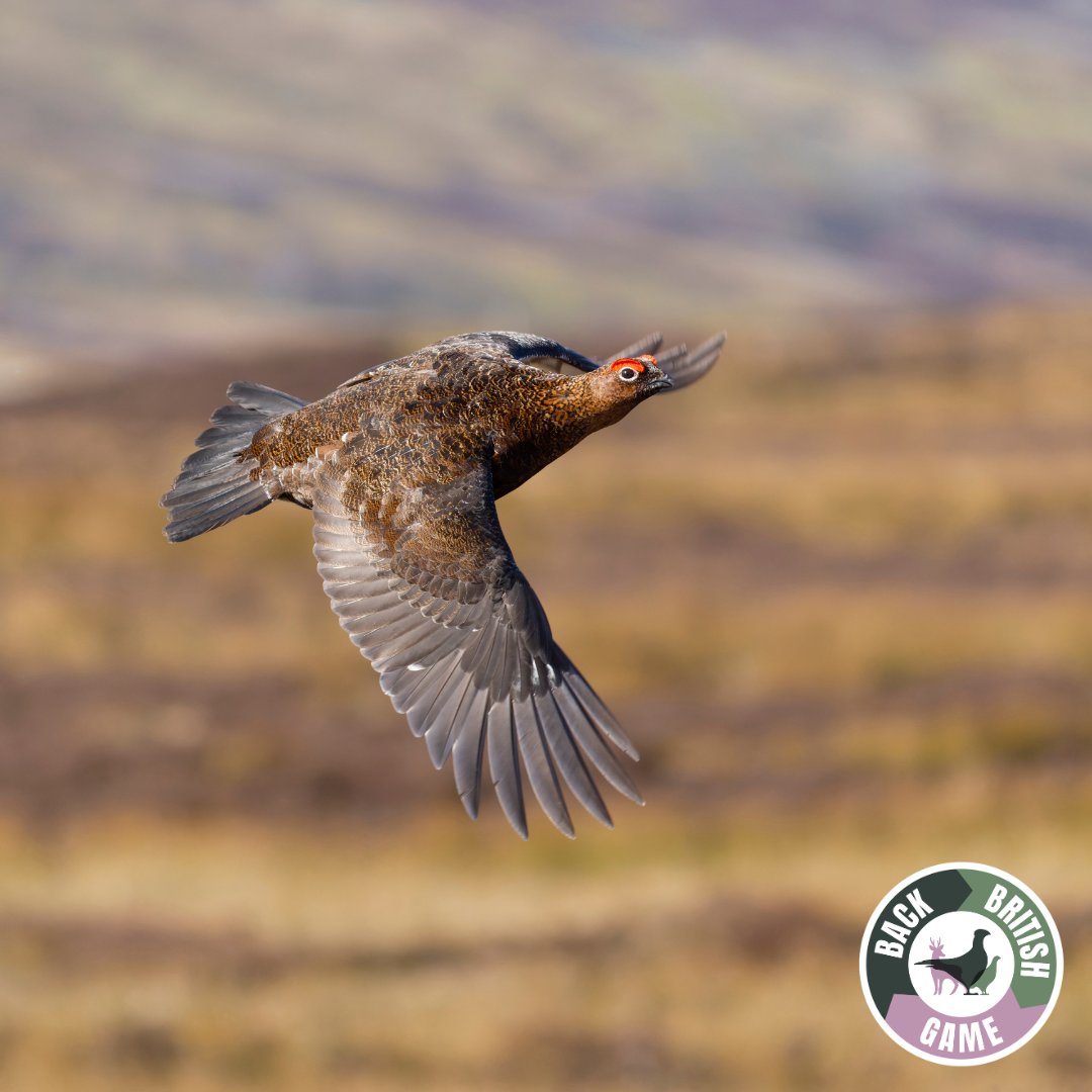 Back British Game tweet media