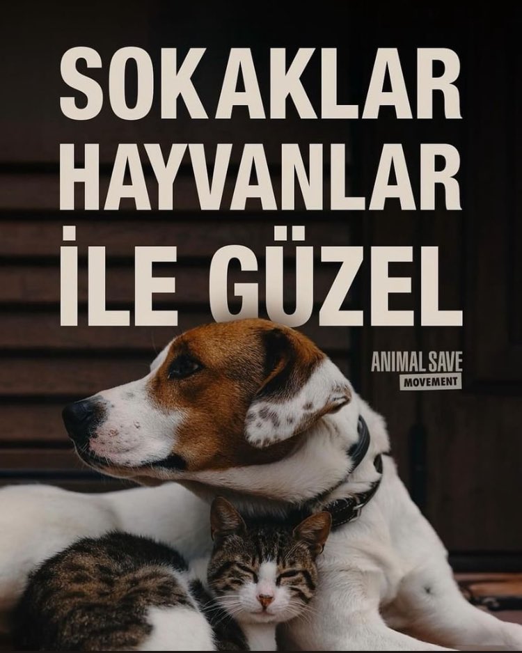 Sokak hayvanları mahalle sakinleridir. 

Katliama DUR de !