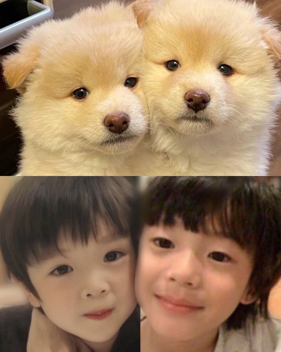 _ipuddingu's tweet image. 🐶✖️2️⃣🟰