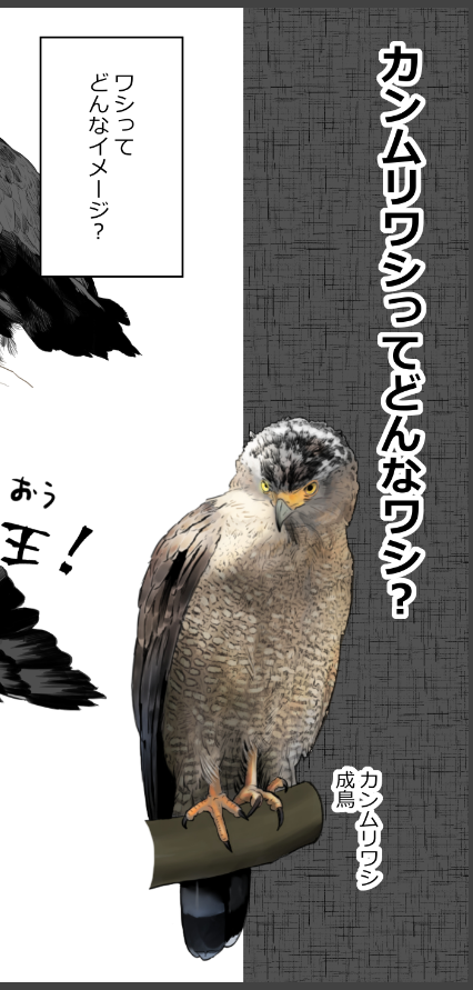 会場で、わたしの漫画が使われている環境省のパンフレットの配布、その漫画のポスター版の展示も予定されているそうです。
今回の「カンムリワシってどんなワシ?」は、その漫画のスピンオフのようだとの感想を頂いたので、会場に行かれた際は御覧頂けますと嬉しいです🙇‍♀️

#琉球いきものづくし 