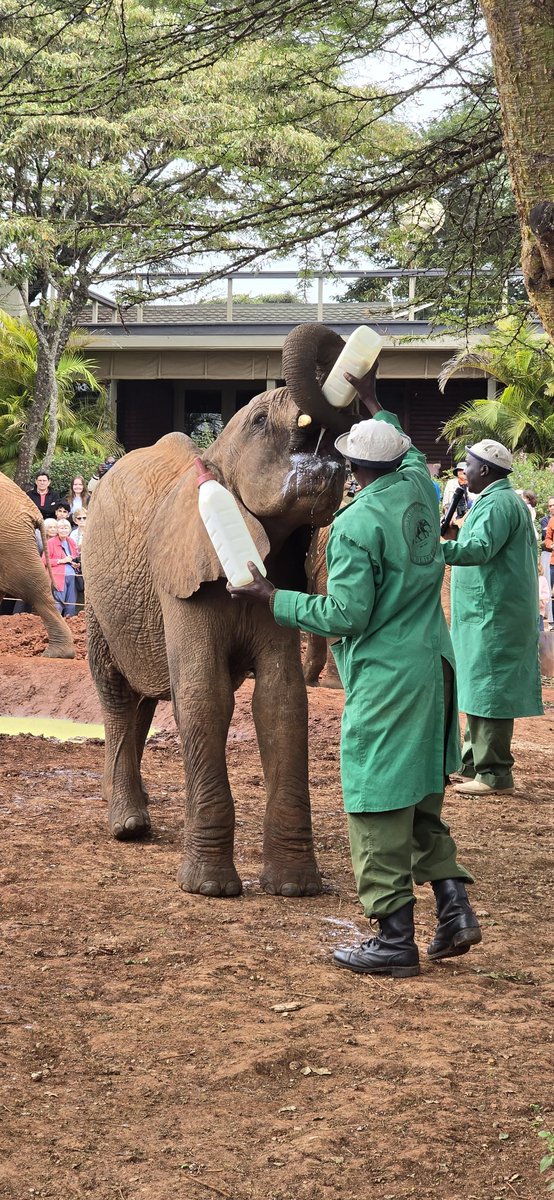 Adept Kenya Safaris tweet media