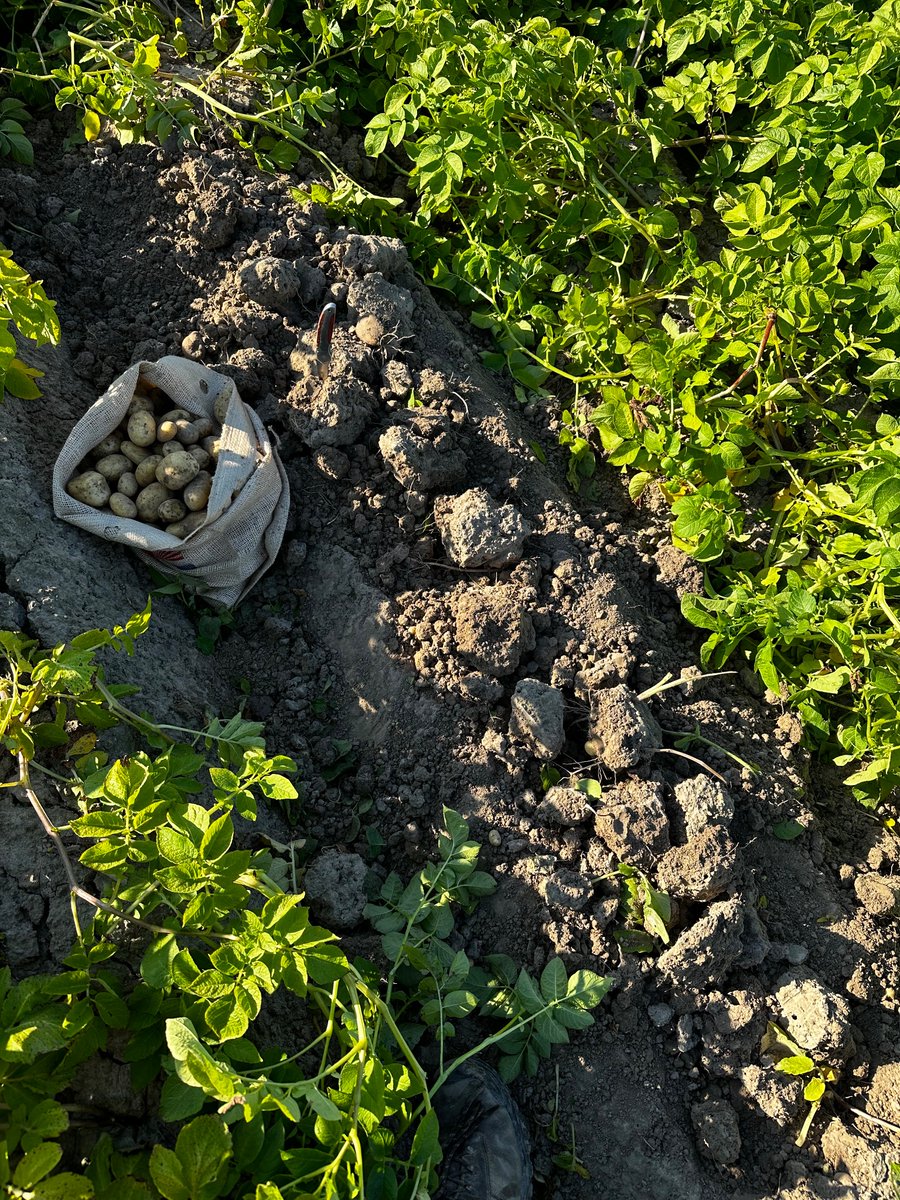 Proefrooien 2024. Dat wordt nog wat met de oogst..