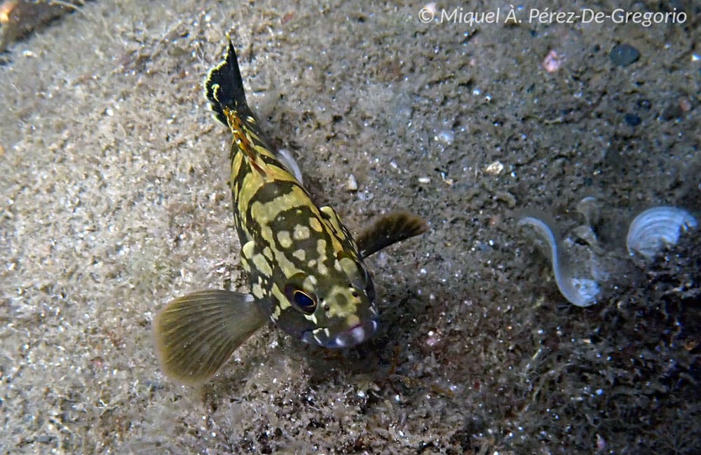 Autor: Miquel Àngel Pérez de Gregorio.