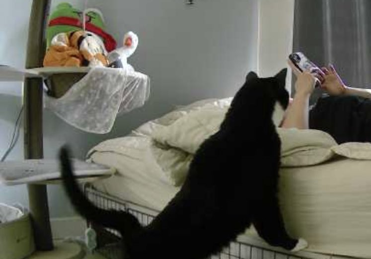 오늘 아침에 찍힌
집사 일어나라고 호통치는 김펀치