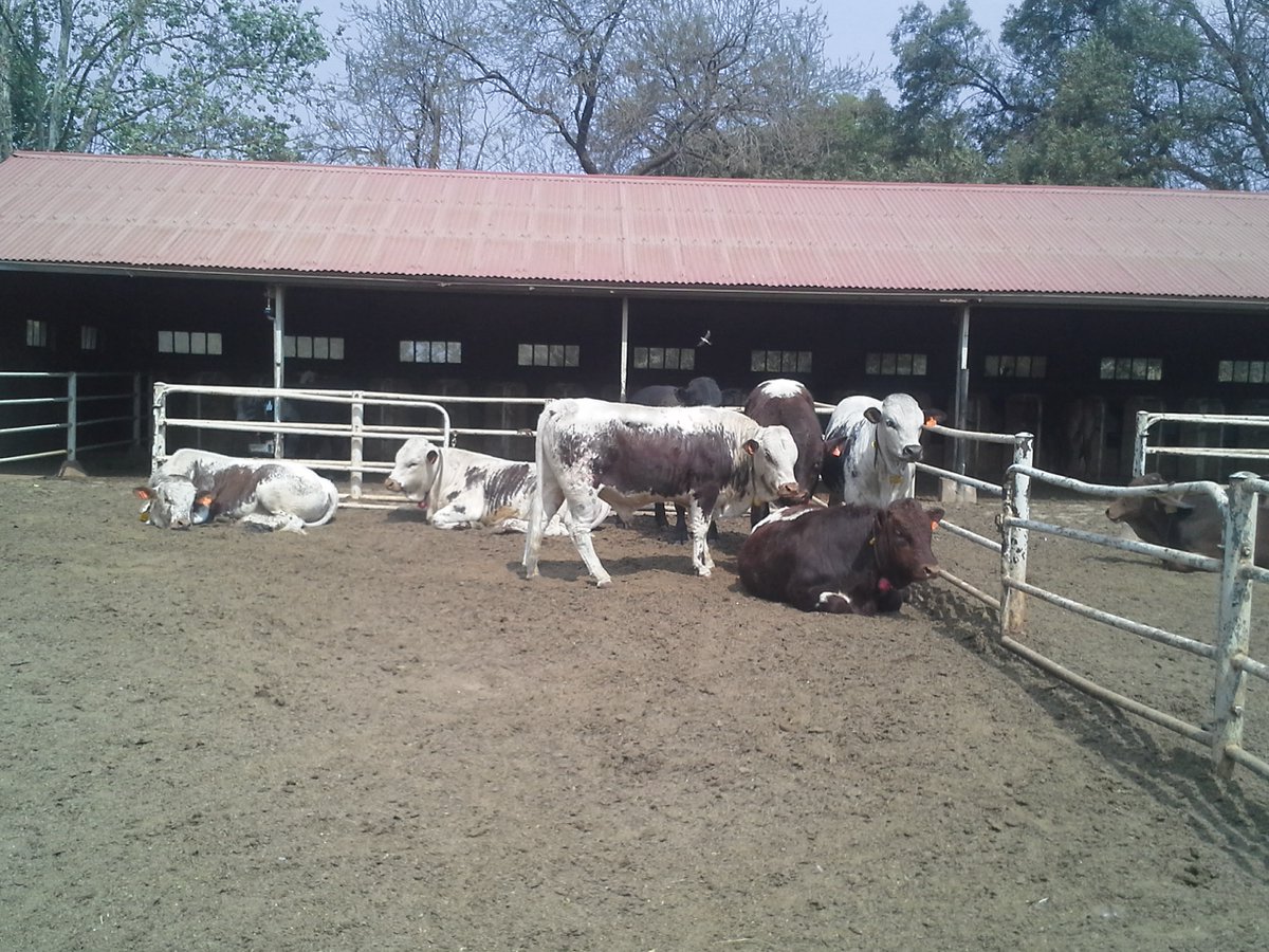 NkunziGenetics's tweet photo. Good Morning and Happy Monday. Would you like to start a cattle farm? Contact Nkunzi Genetics. https://t.co/ElyZic5Azq