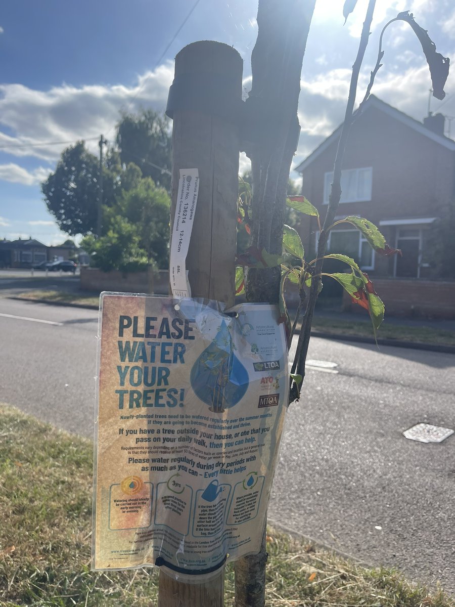 On hot days like yesterday and today, if there are young trees planted near your house, please consider giving them some water...