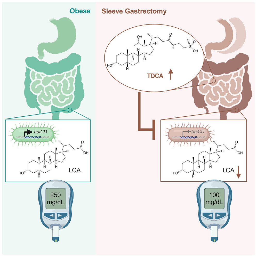 Laboratory for Surgical and Metabolic Research (@bwhsurgmetab) on Twitter photo đŹNew insights in #SleeveGastrectomy!đŹ
Our latest collab with <a href="/DevlinLab/">Devlin Lab</a> features postdoc <a href="/YChen2021/">Yingjia Chen</a> and shows that SG increases small intestinal TDCA, decreasing bacterial production of LCA and improving glucose metabolism.
Check it out and follow!
authors.elsevier.com/c/1jTSj6t8JEqo⊠đŹNew insights in #SleeveGastrectomy!đŹ
Our latest collab with <a href="/DevlinLab/">Devlin Lab</a> features postdoc <a href="/YChen2021/">Yingjia Chen</a> and shows that SG increases small intestinal TDCA, decreasing bacterial production of LCA and improving glucose metabolism.
Check it out and follow!
authors.elsevier.com/c/1jTSj6t8JEqoâŠ