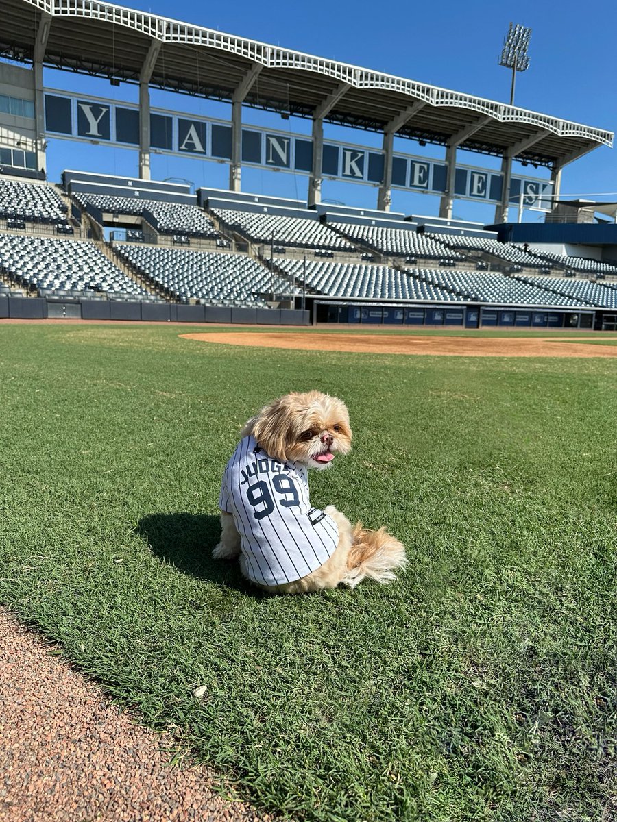 DogMayorNYC's tweet photo. NYC Dog Mayor Campaign Spotlight: Enzo the Shih Tzu!

Location: Financial District, Manhattan

Slogan: Make NYC the SHIHT again!

#dogmayornyc https://t.co/onYKpLug1N