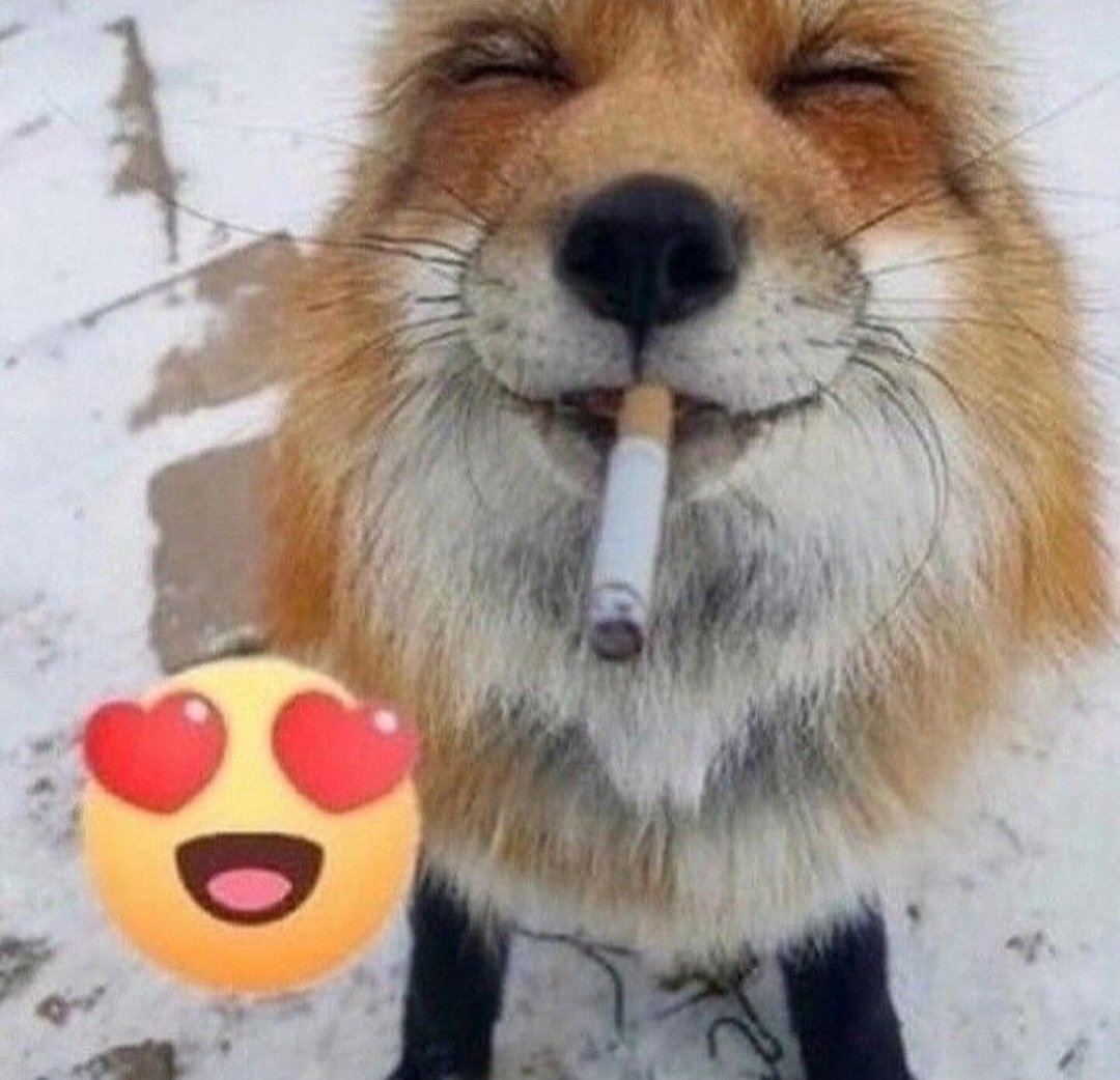 Aro 🌺 (@aros_artworks) on Twitter photo 