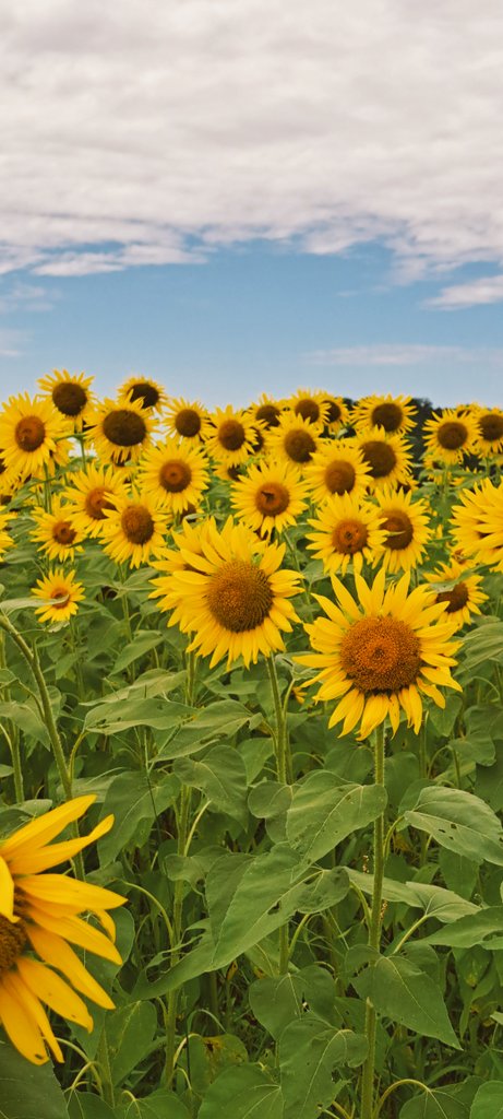 Ba77Bob's tweet photo. ひまわり畑🌻 https://t.co/ZOYU1zR8px