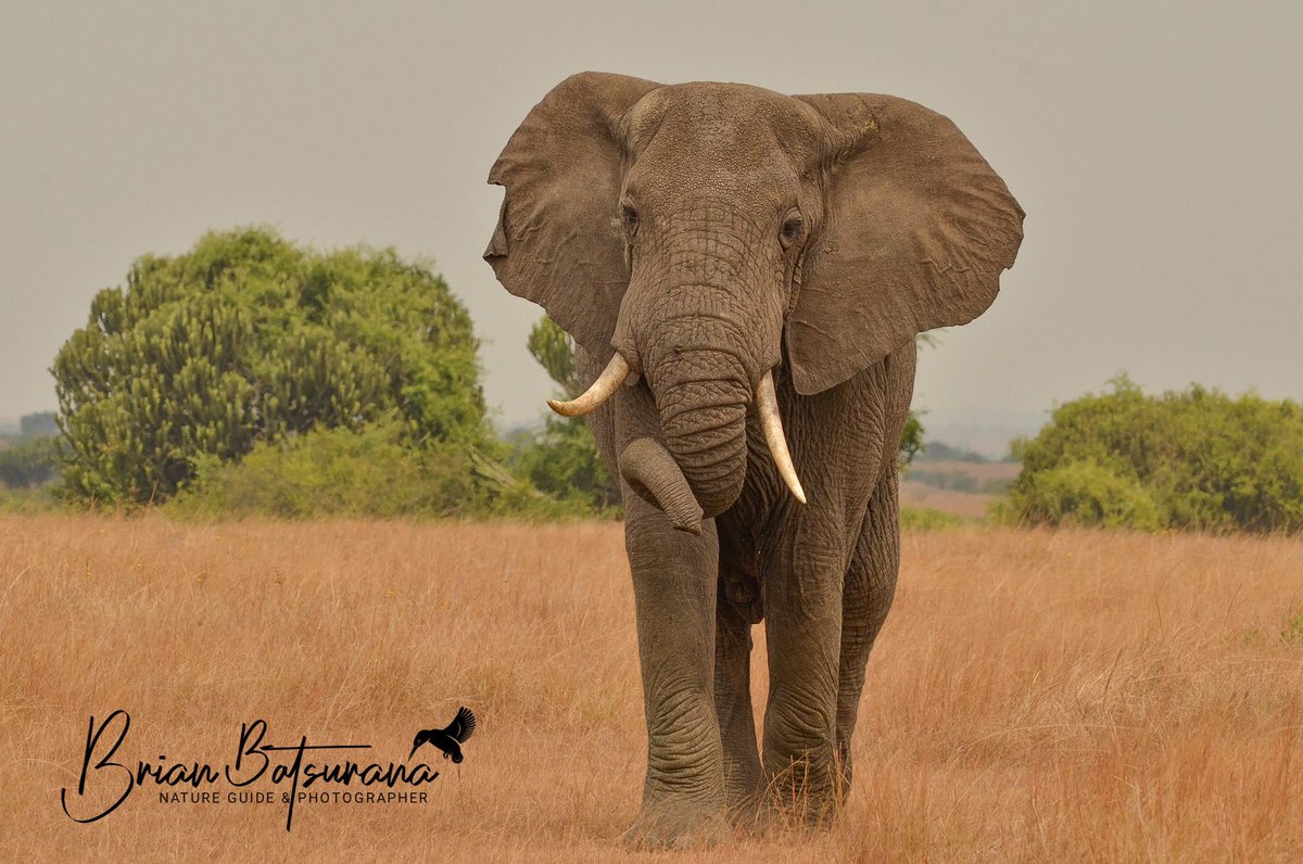 BrianSafariGuid's tweet image. || WORLD ELEPHANT DAY || 
#NatureGuide #IamFGASA #elephants #elephantsofinstagram #safaritime #travel #safariexperience #worldelephantday #elephantday  #saveelephants