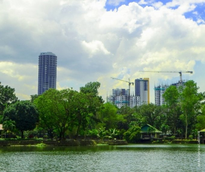 The #trees in the Ninoy Aquino Parks in the #Philippines provide a stark contrast to the urban landscape surrounding it🏙️ 

They act as the city's lungs and provide relaxation, recreation, and connectivity to the natural #environment for those who live there🧑‍🤝‍🧑

#ForestH2O