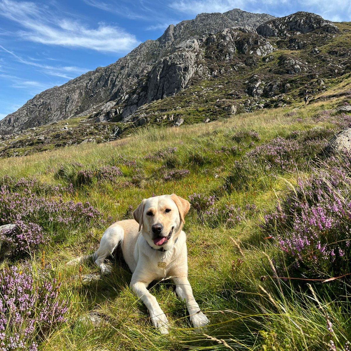 GuideDogsSW's tweet image. Good girl Delsie recently took some time off training in Bristol to go on a camping weekend away with her fosterers. Find out more about volunteering for Guide Dogs: guidedogs.org.uk/volunteering