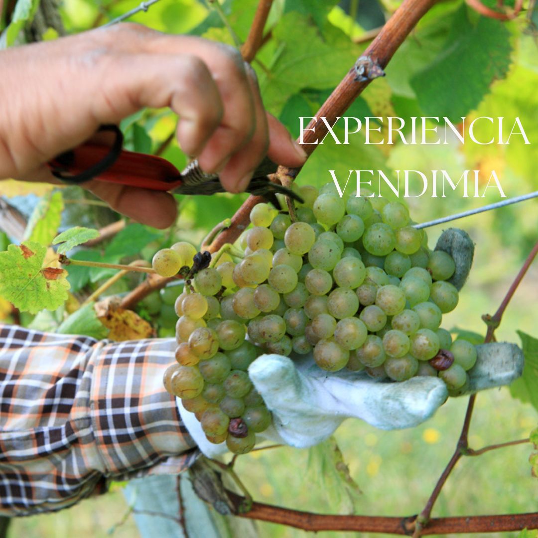 ¿Te imaginas ser parte de la vendimia en un entorno
único? ¡En Bodega Berroja, ahora puedes, con la EXPERIENCIA VENDIMIA! 🍇
Reserva tu visita aquí 👉bodegaberroja.com/eventos-exclus…