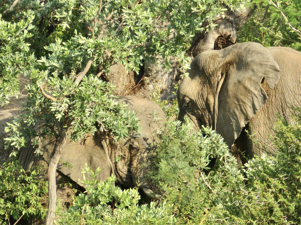 Happy #WorldElephantDay2024 - African bush elephants very much ‘hidden-in-sight’ - thankful for the opportunities we have had with our wildlife African projects. 🐘