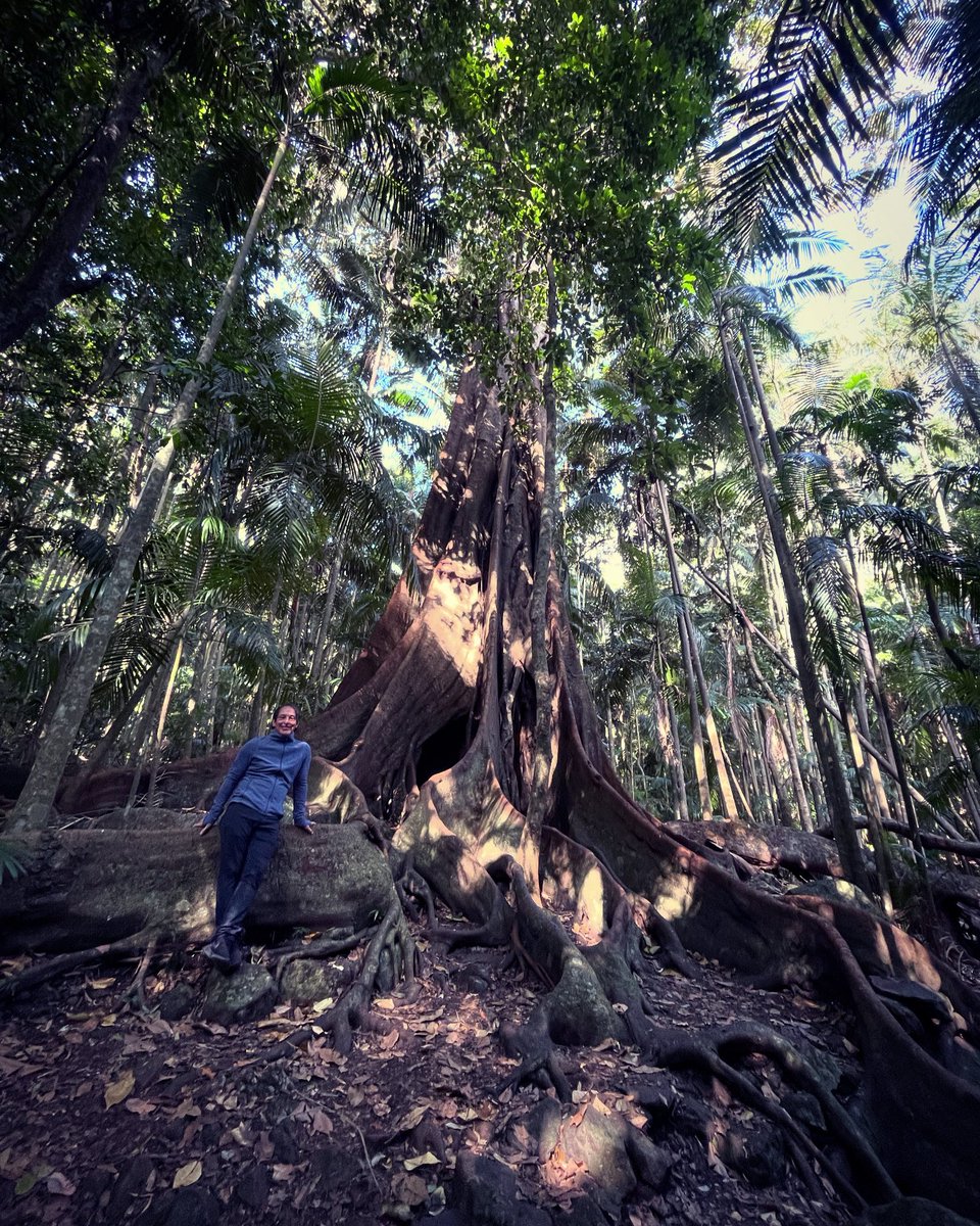 MichaelJPeade's tweet photo. I think I found another favourite tree.
#TamborineMountain #WitchesFalls #Tree https://t.co/w4HIJZdIPA