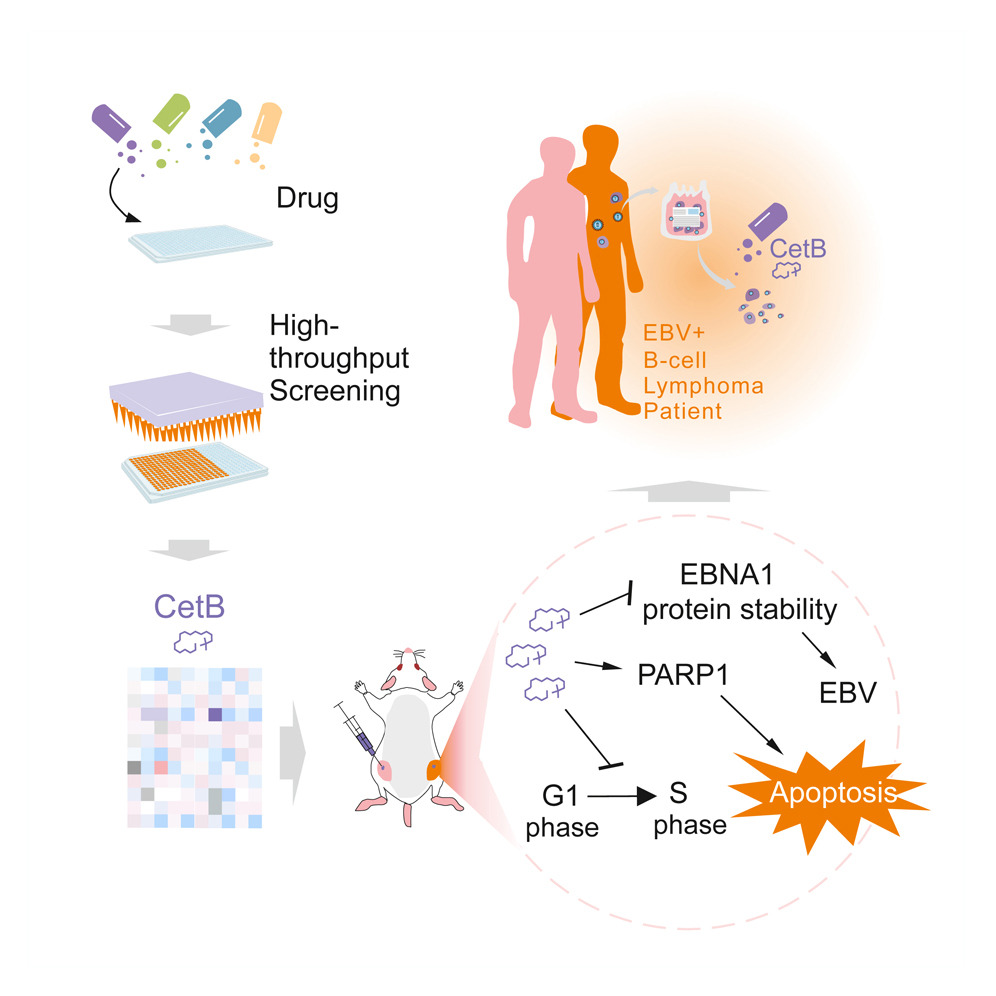 MicrobesInfect's tweet image. A small molecule that selectively inhibits the growth of Epstein-Barr virus-latently infected cancer cells.

• CetB selectively inhibits #EBV-infected B lymphoma &amp;amp; NPC cell growth
• CetB reduces EBNA1 protein stability &amp;amp; activates G1 arrest for apoptosis
cell.com/iscience/fullt…