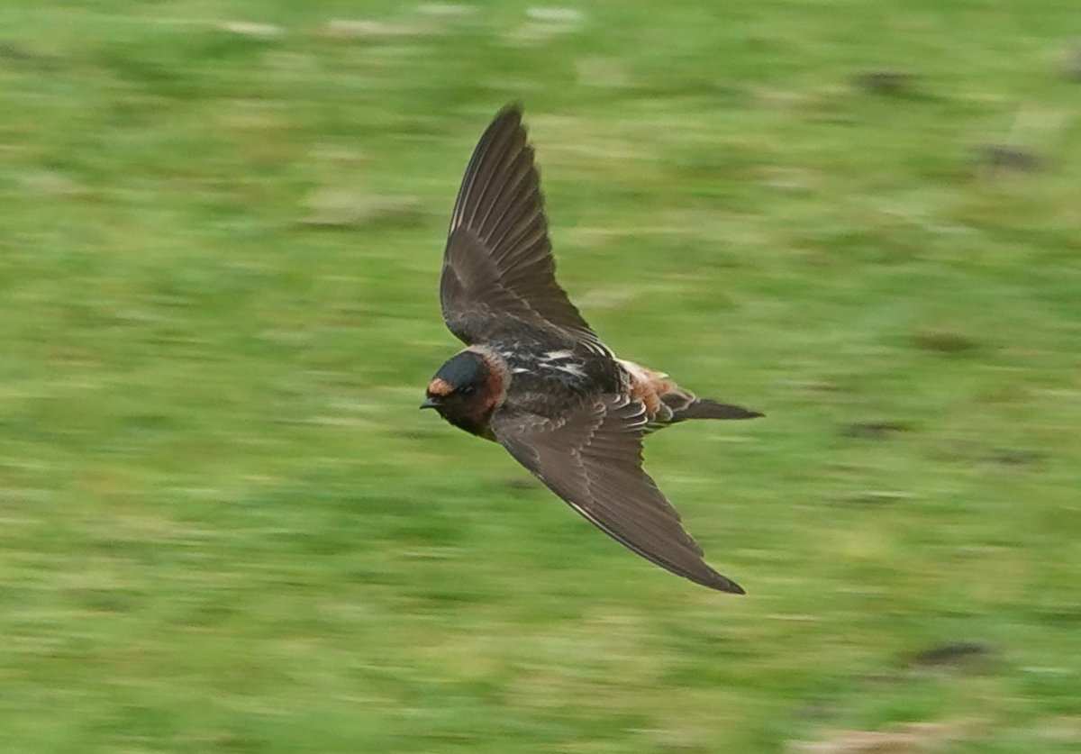Awesome views of the #StKilda American Cliff Swallow continue today 😍
Flying around a localised patch near the Manse in gale force winds, often settling for a rest on the grass or on rocks. <a href="/HebridesBirds/">Outer Hebrides Birds</a> <a href="/BirdGuides/">BirdGuides</a> <a href="/rbnUK/">Rare Bird Network</a>