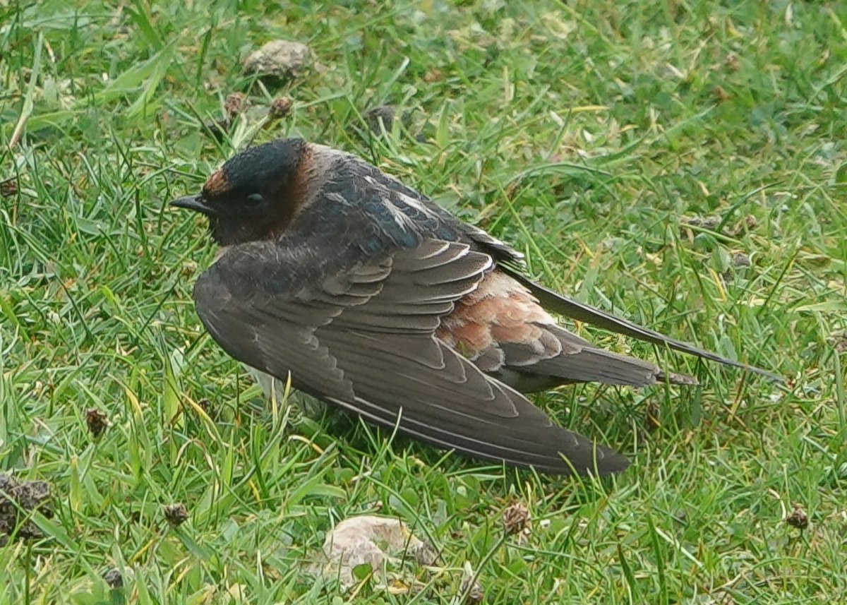 St Kilda World Heritage Site NTS tweet media