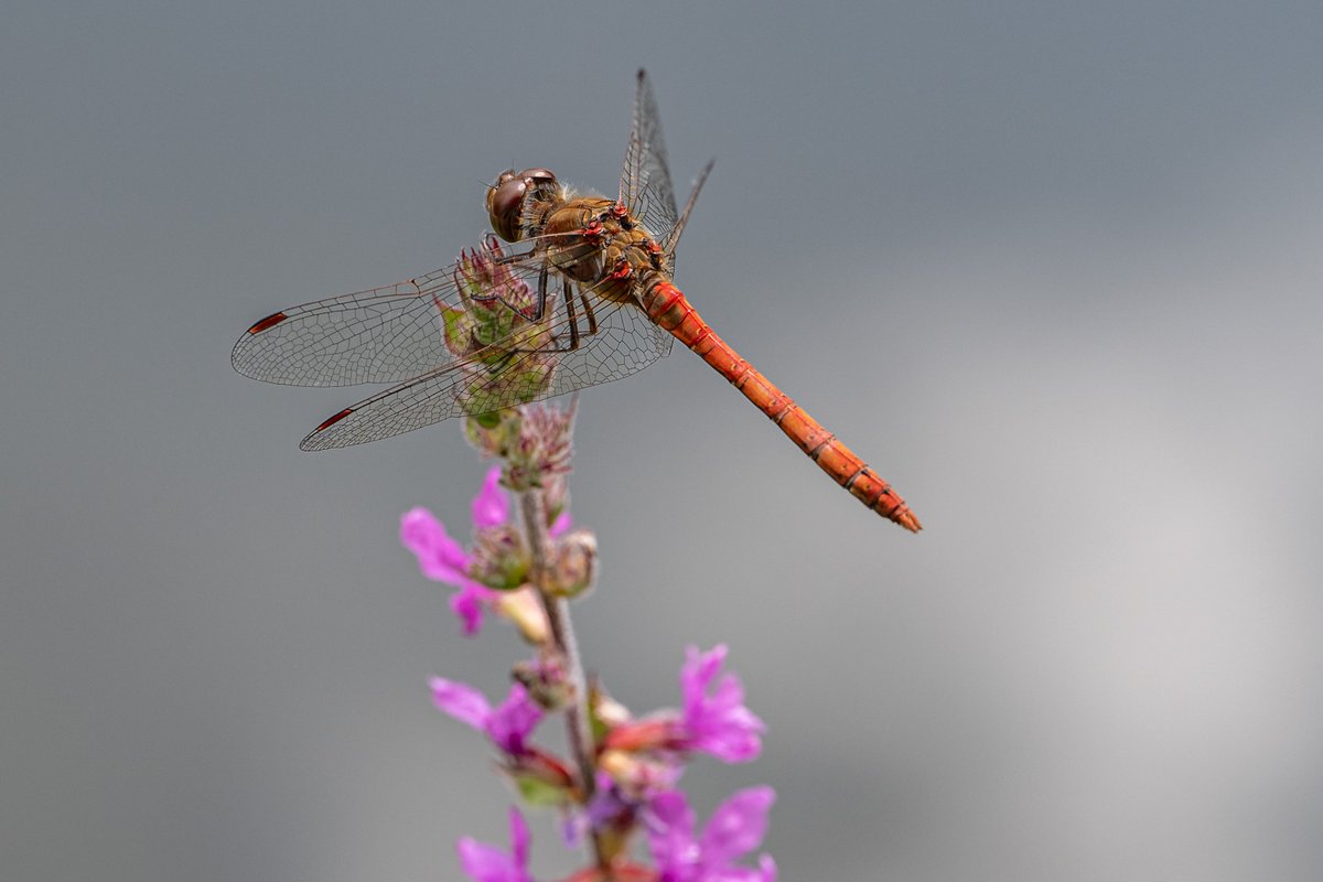 OldDegsy's tweet photo. #CommonDarter #Dragonfly today at @exburygardens. #MacroPhotography with Nikon Z9 & Z MC 105mm macro lens @UKNikon https://t.co/8tBksnCShR