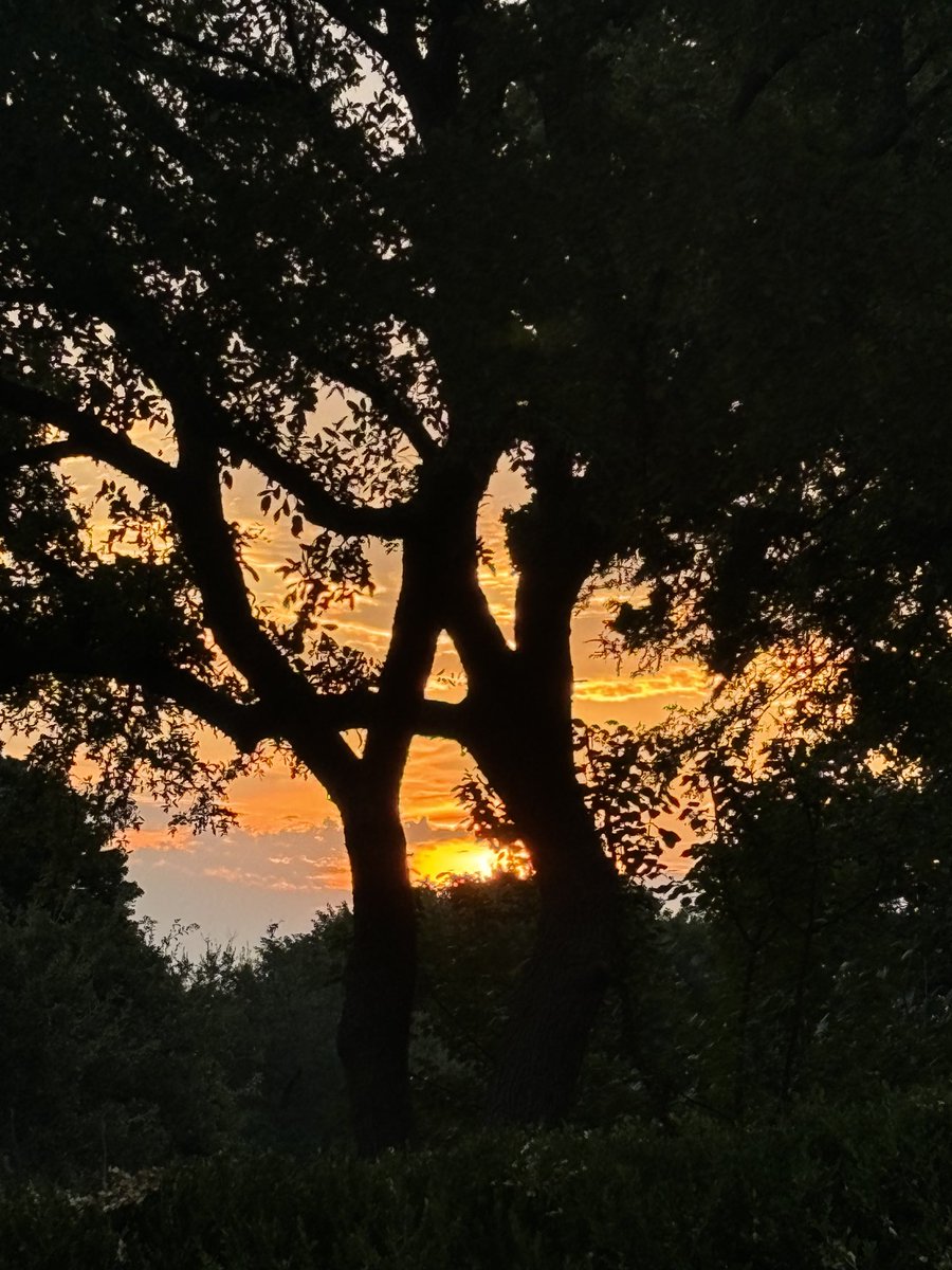 anasalhajji's tweet photo. Good Morning from North #Texas
#Sunris https://t.co/ofcYnusHbr