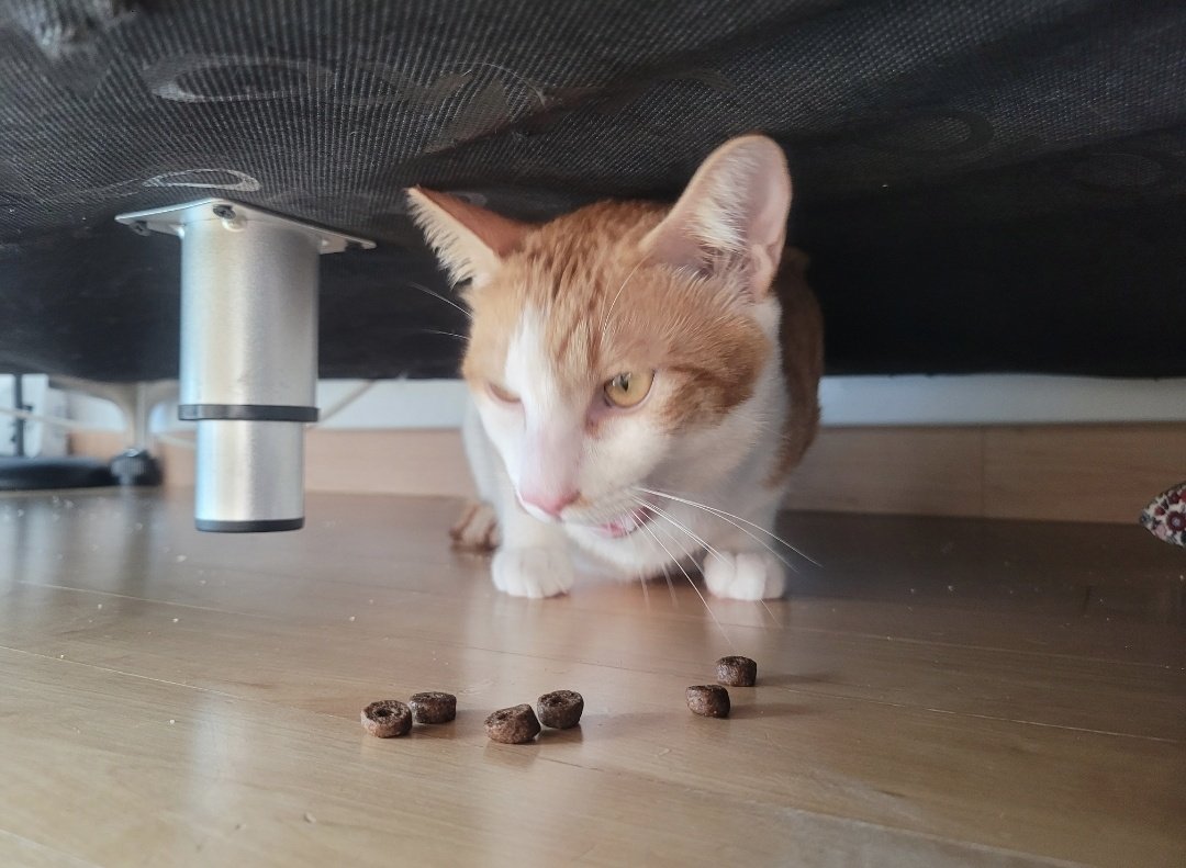 입양온날
추노인이 울면서 쇼파밑으로 던져주고간
사료가 생각이난다ㅋㅋㅋㅋㅋㅋㅋㅋ
웃긴데 슬퍼 
이 와중에 방식씨 사료먹어ㅋㅋㅋㅋㅋ