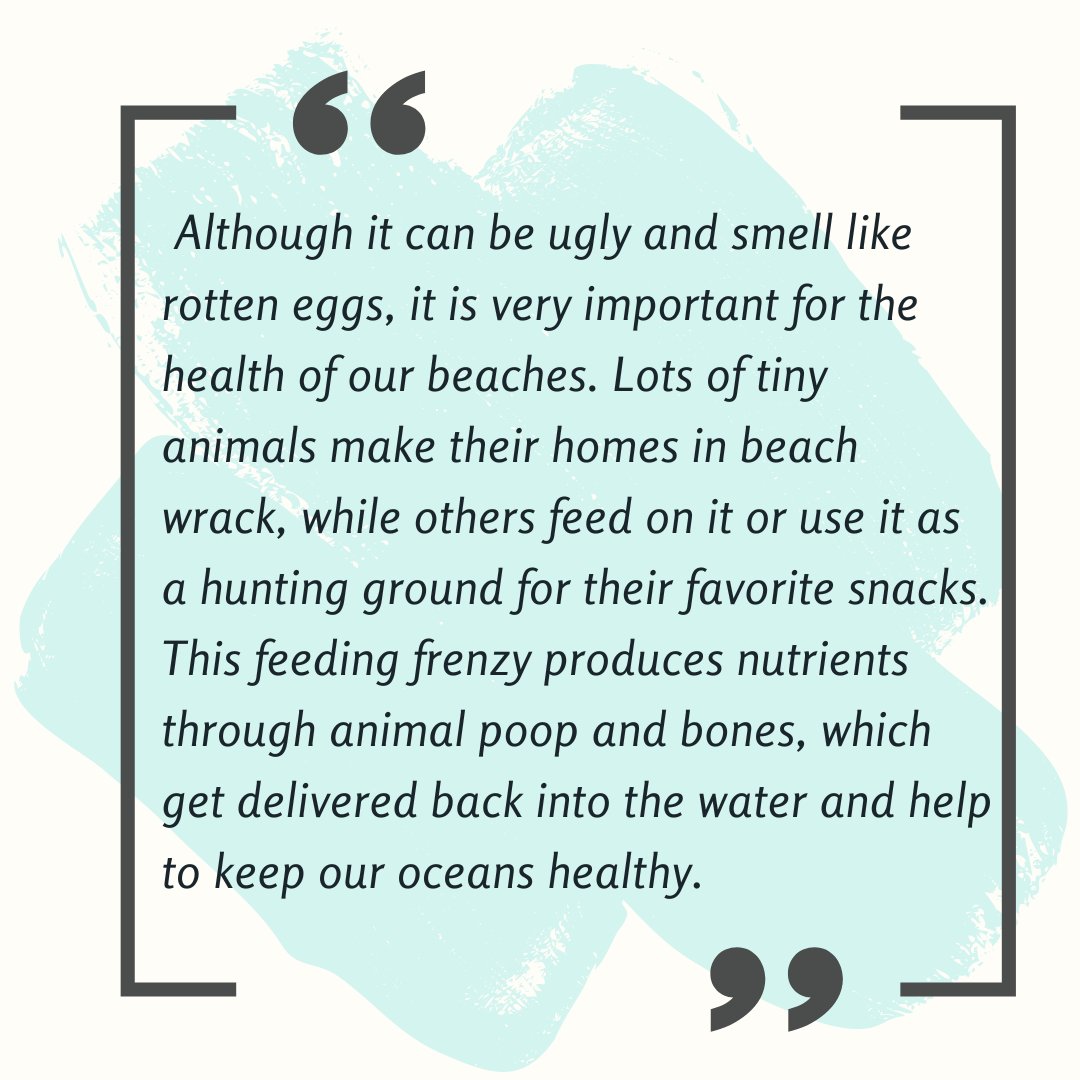 Beach wrack rocks 🤘

Find out why in our <a href="/FrontYoungMinds/">Frontiers for Young Minds</a> article
<a href="/5hannon_Dee/">Shannon Dee</a> <a href="/leialater/">Leah Beltran</a> <a href="/JBillinghurst0/">Jessica Billinghurst</a> <a href="/oserranogras/">Oscar Serrano</a> <a href="/jwwhale/">Dr John Whale</a>