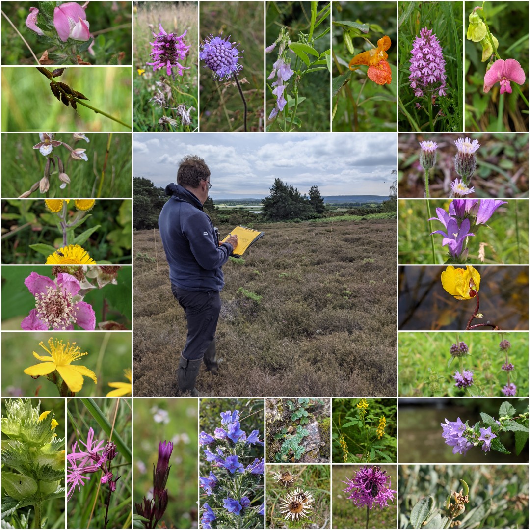 theNPMS's tweet photo. Just starting out as an NPMS volunteer or thinking of joining in? We run regular Intro to NPMS survey &amp; methodology online Zoom webinars. Our next one is in exactly a month! - 12/09/2024 at 12.00pm register online to join us https://t.co/yXIGFm4fUw 📷Sarah Shuttleworth https://t.co/OcTl9e8xBR