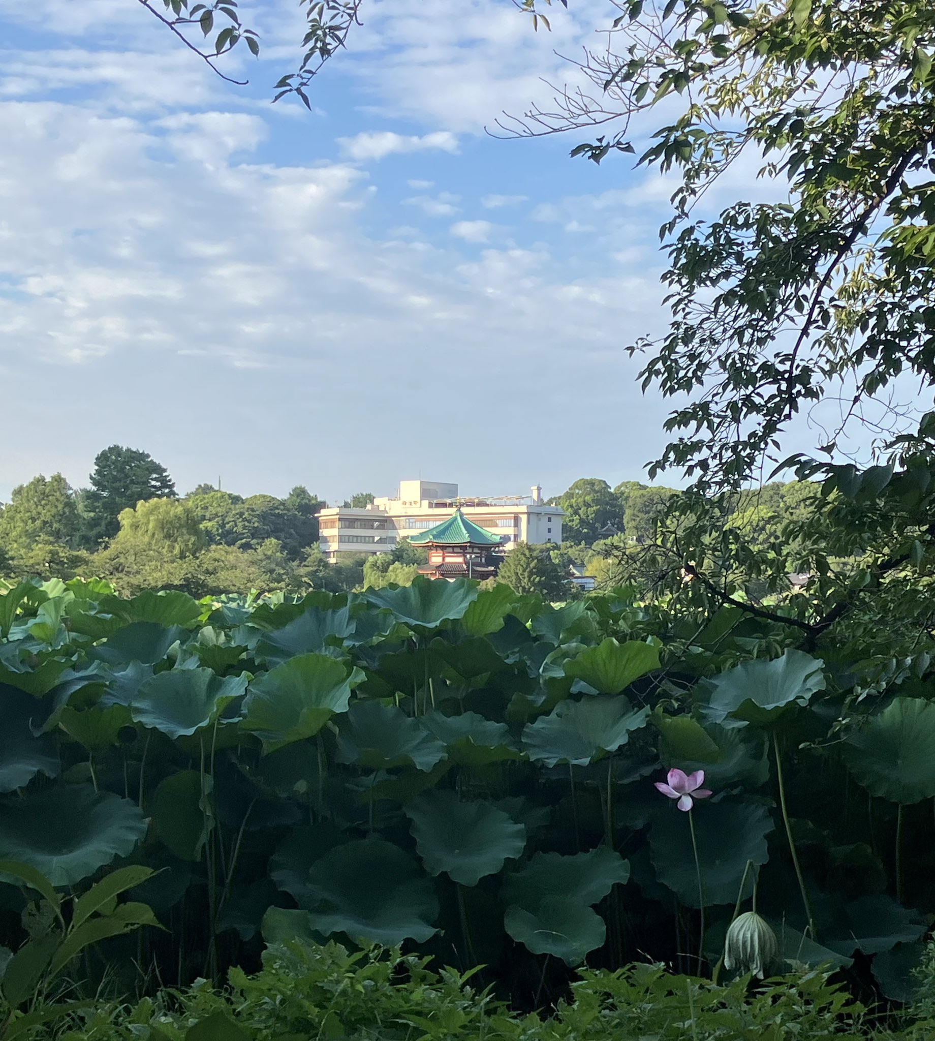 テストで貼ってみる画像 上野公園