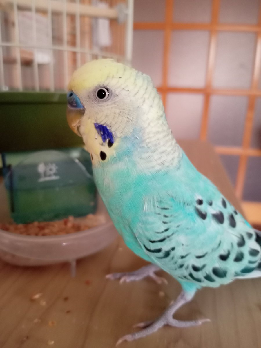mu2kawacho's tweet photo. #セキセイインコ迷子  #迷子鳥 #三重県 #四日市 #迷い鳥
2024年6月8日迷子になりました。
目撃、噂話、SNSしてなくて探していることをご存じないインコ拾った方の事など、どんな事でも情報をお願いいたします。https://t.co/Usqpb1U1Pg https://t.co/BlyGFJBarq