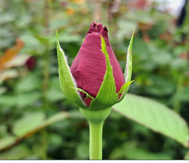 Stressed plants? 

Unlock the full potential of your flowers during bud dormancy with Hicure! 

Applying Hicure at the right time enhances flower maturity, ensuring vibrant and healthy blooms.

See the difference in quality and yield. #CropCare #SmartFarming #PlantBoost