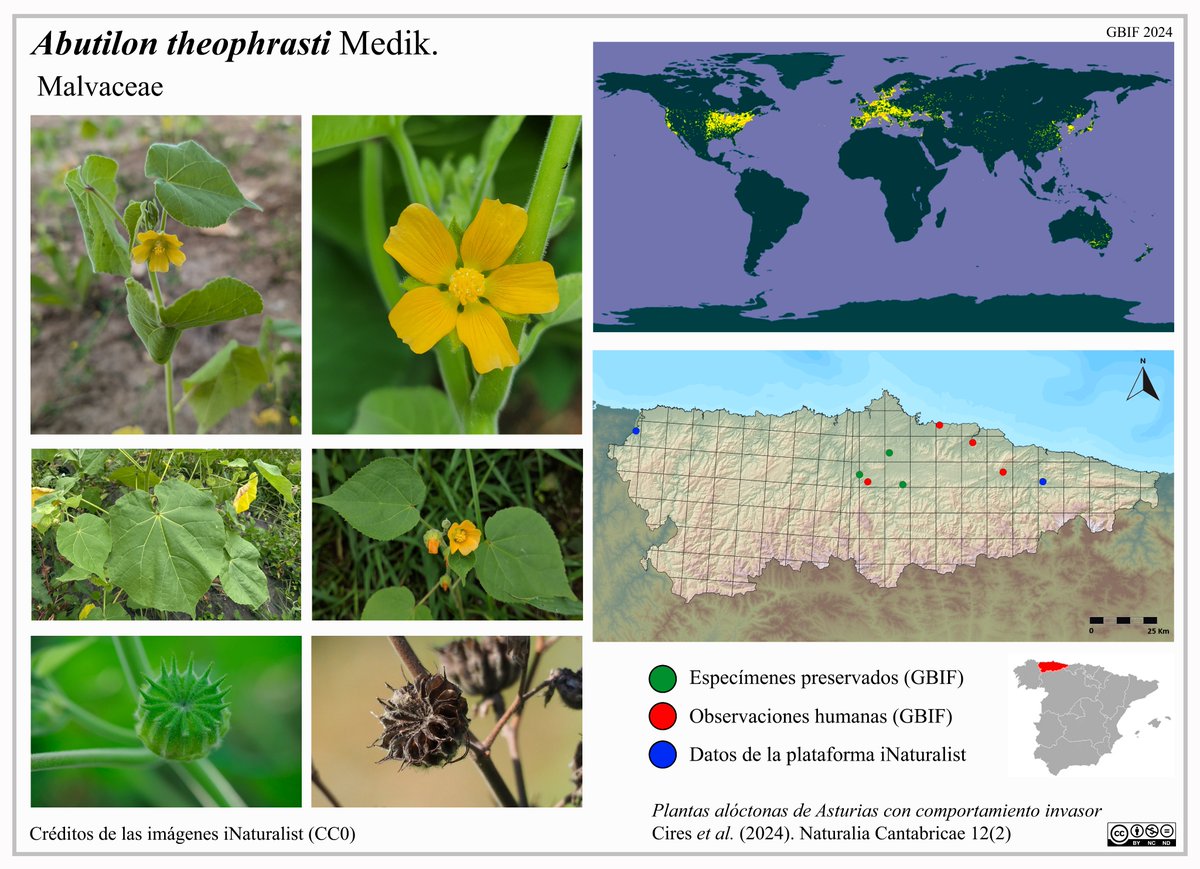 Preparando material docente para el nuevo curso de Botánica en <a href="/uniovi_info/">Universidad Oviedo</a>. Esta vez sobre plantas alóctonas de Asturias con un comportamiento invasor.
Hoy os presentamos: Abutilon theophrasti
Más info en: 
👉 indurot.uniovi.es/actividad/publ… 💮⚜️🌷