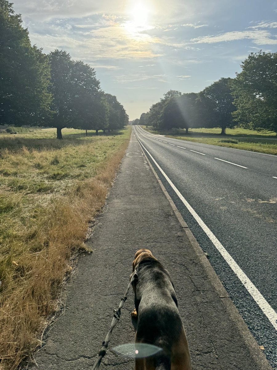 patienceOT71's tweet photo. Day 12 of  #AHPsActive and a beautiful early morning walk before it gets too hot for the hounds. 
#occupationaltherapy https://t.co/QBVxvGRTdd