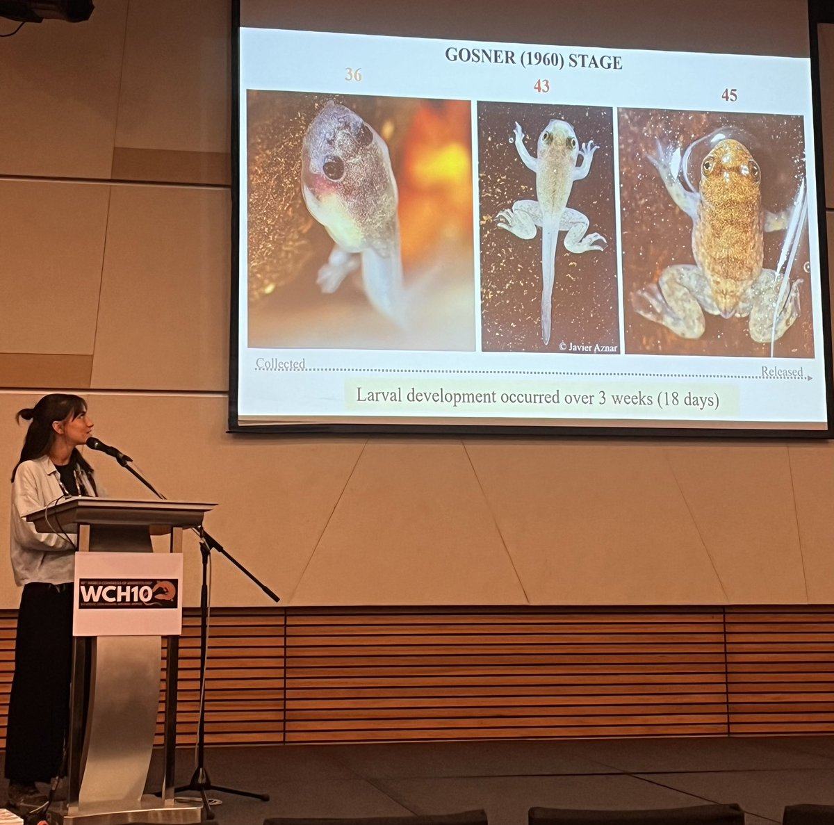 stinky_marta's tweet photo. Going back home after an amaizing week ✨ It’s been awesome to share my work at the #WCH10 and meet amazing people! 
B. busuangensis #tadpole description will be out soon 🔥
Nos vemos en Gijón :) https://t.co/FJMvMdm6BA