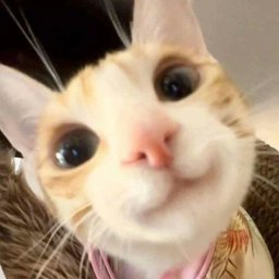 SmileCatCTO's tweet photo. @MrCryptoReal Just $SMILE :3

CA : 2HwQjhTPAqwT1DLkKqwWnWJLZatQot35wfJif55Tpump https://t.co/wZ4YfHyrN6