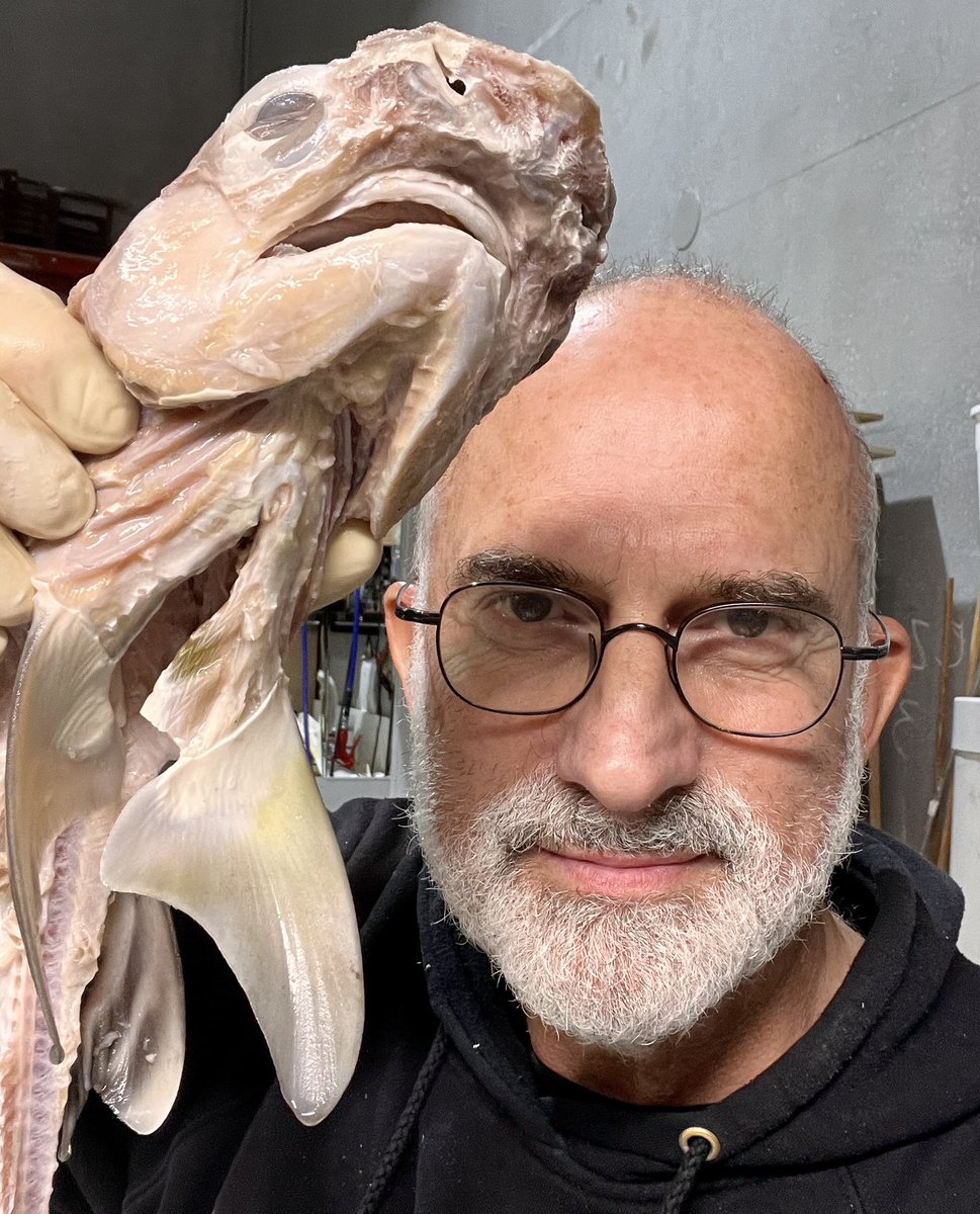 Elasmo-Morph tweet media