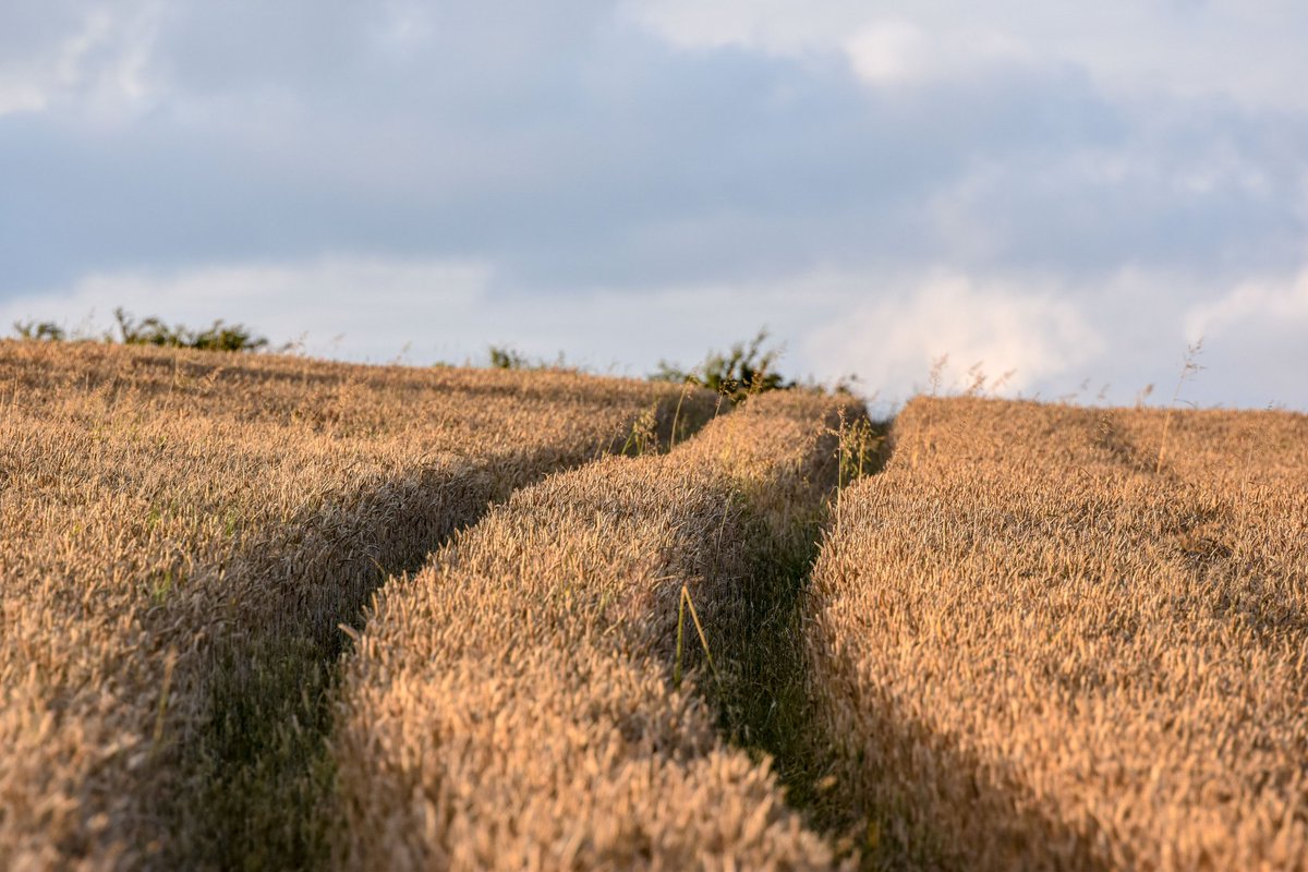 Kenneth Gallery Smyth tweet media