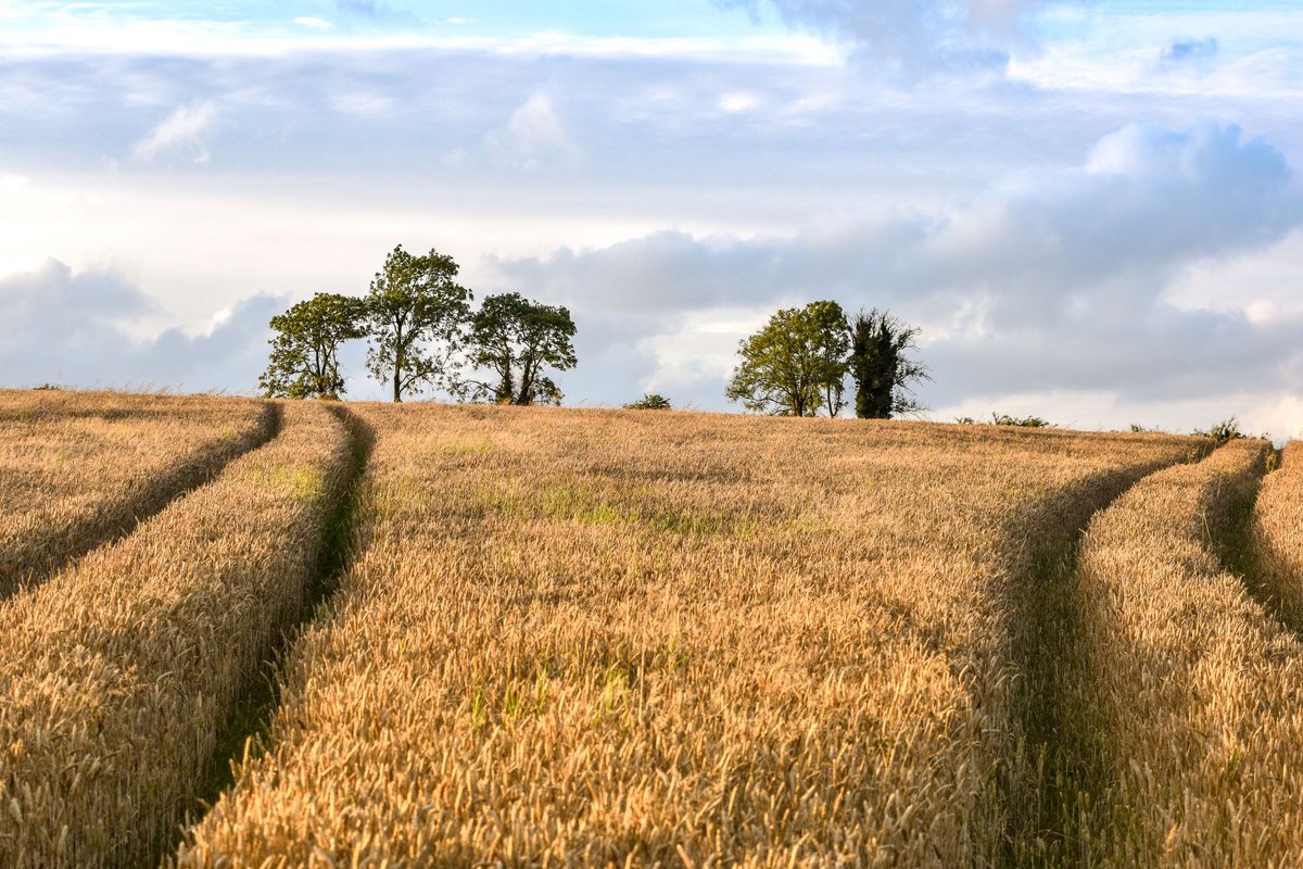 Kenneth Gallery Smyth tweet media