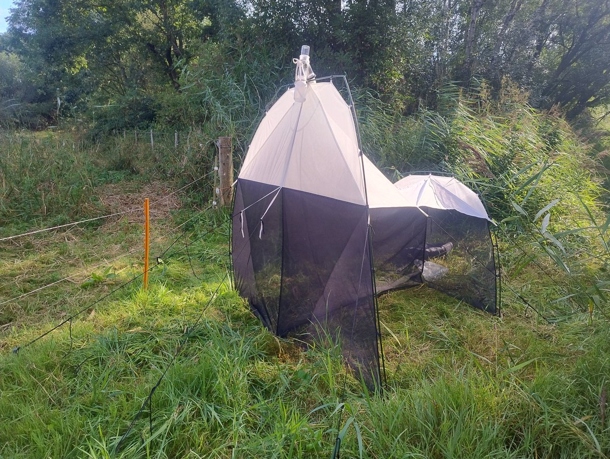 Jim Horsfall (@jim_horsfall) on Twitter photo I've just set up monthly <a href="/BIOSCAN_UK/">BIOSCAN in the UK</a> trap at <a href="/YWTPottericCarr/">Yorkshire Wildlife Trust - Potteric Carr</a> If the biting flies that were getting me whilst setting up, and the numbering the trap after only a few minutes, is anything to go by then I'll have hundreds or thousands of things to sift through tomorrow! I've just set up monthly <a href="/BIOSCAN_UK/">BIOSCAN in the UK</a> trap at <a href="/YWTPottericCarr/">Yorkshire Wildlife Trust - Potteric Carr</a> If the biting flies that were getting me whilst setting up, and the numbering the trap after only a few minutes, is anything to go by then I'll have hundreds or thousands of things to sift through tomorrow!