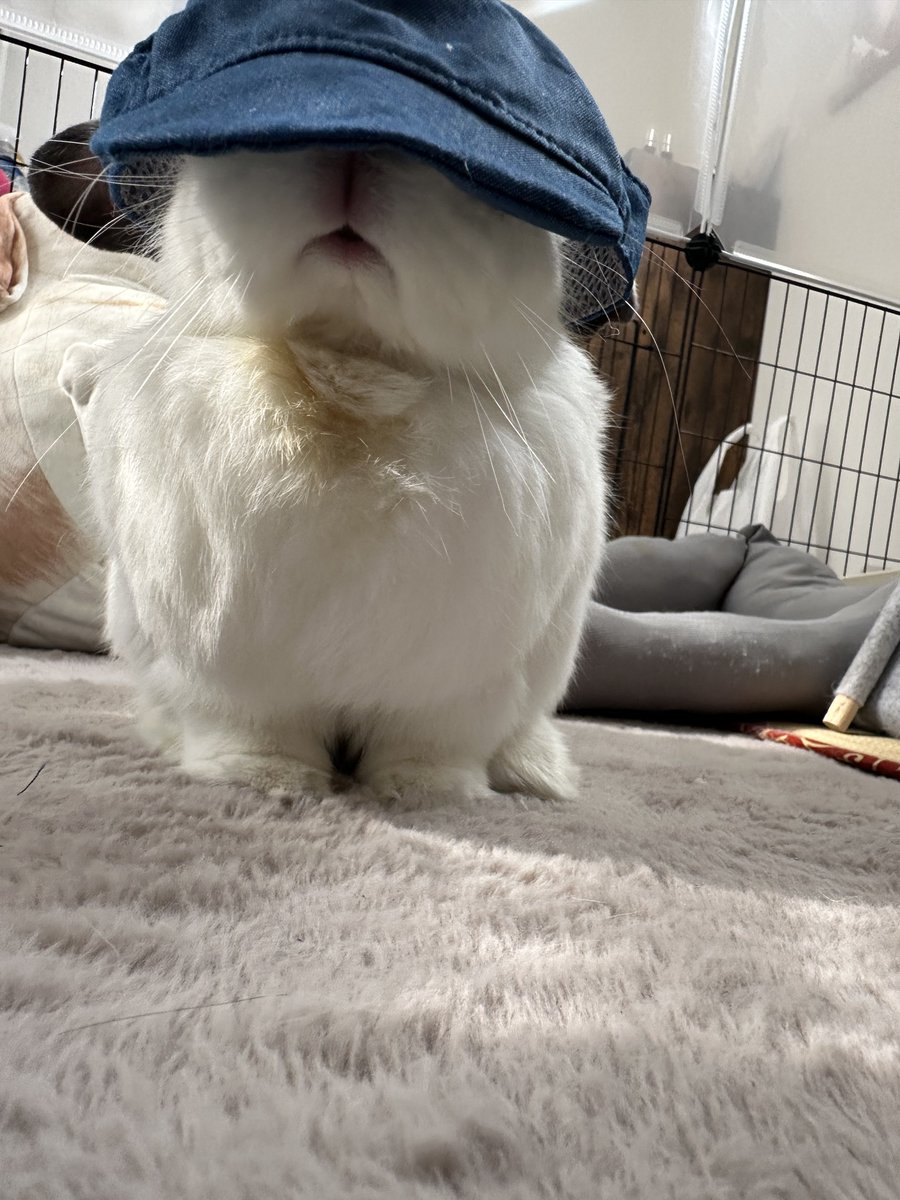 tororothebunny's tweet photo. 3coinsでペット用帽子を買いました。
耳が出る仕様でいいかなって思ったのですがわんちゃん用なのでぶかぶか。
試着中は大人しくしてくれたとろろさんなのでした。 https://t.co/bNKbA9rhDB