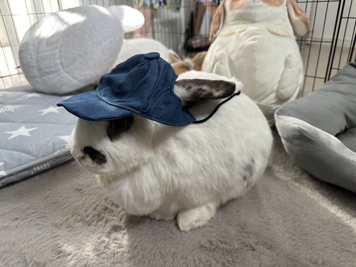 tororothebunny's tweet photo. 3coinsでペット用帽子を買いました。
耳が出る仕様でいいかなって思ったのですがわんちゃん用なのでぶかぶか。
試着中は大人しくしてくれたとろろさんなのでした。 https://t.co/bNKbA9rhDB